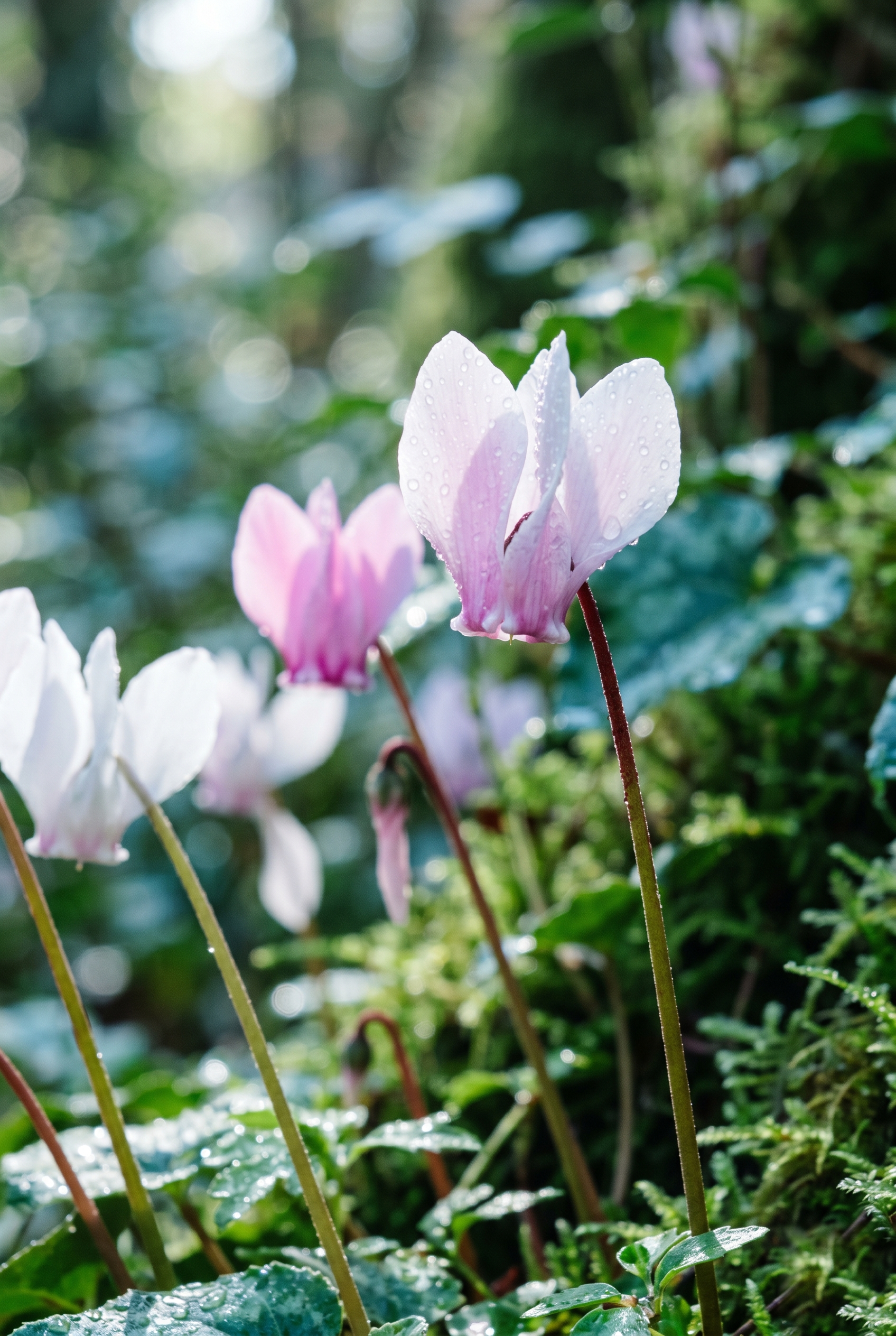 Cyclamen Aldehyde