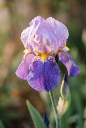 Iris Moodbild