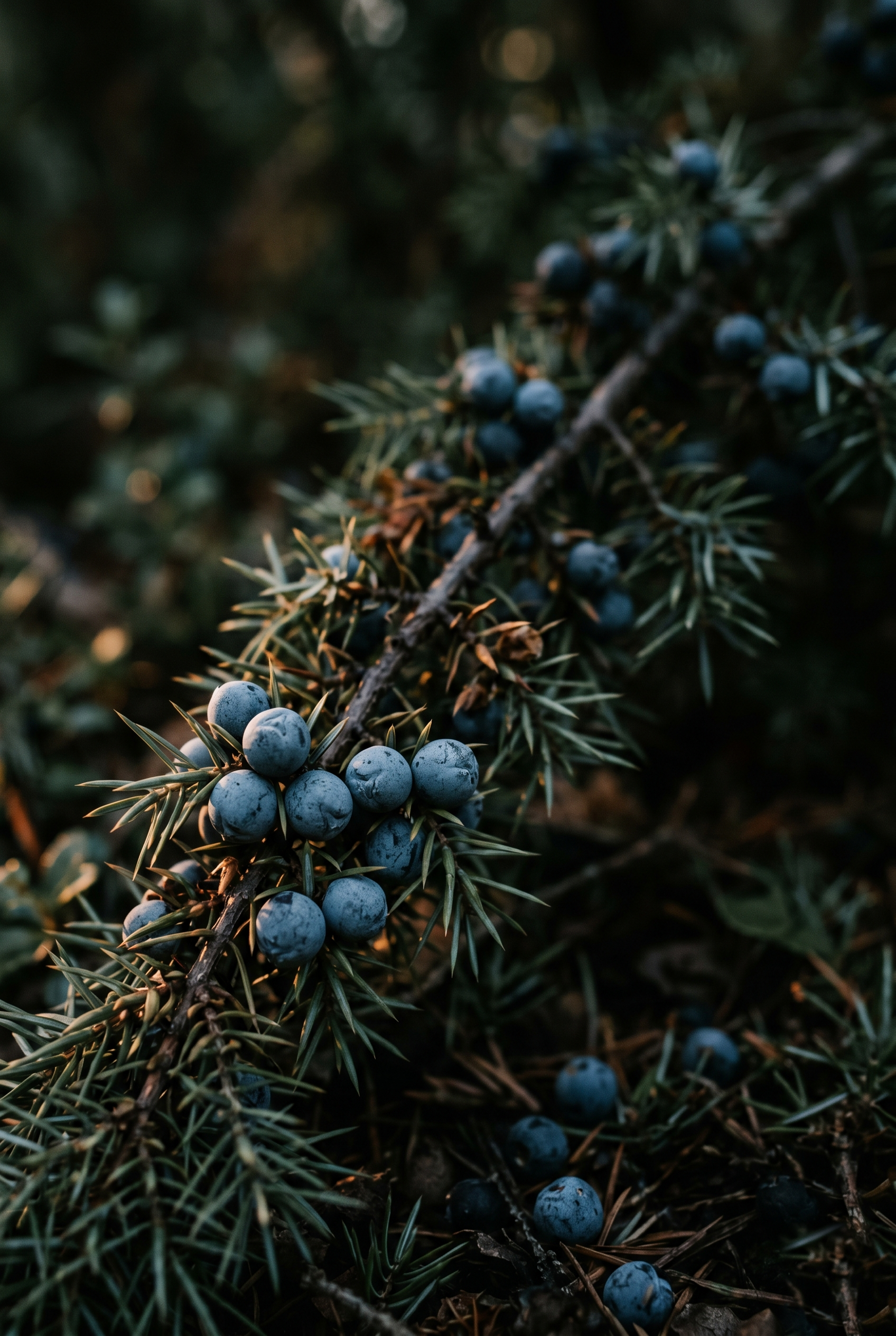 Juniper Berry Oil (Wacholder)