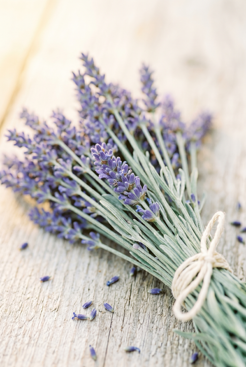 Alpenlavendel