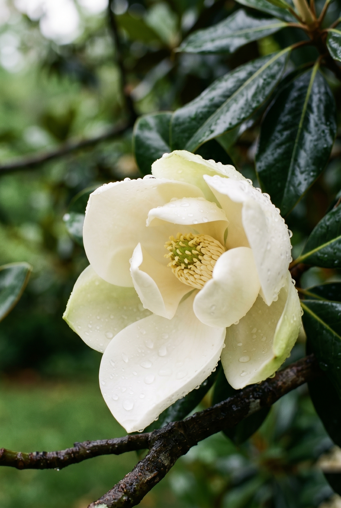 Magnolie Ätherisches Öl Moodbild