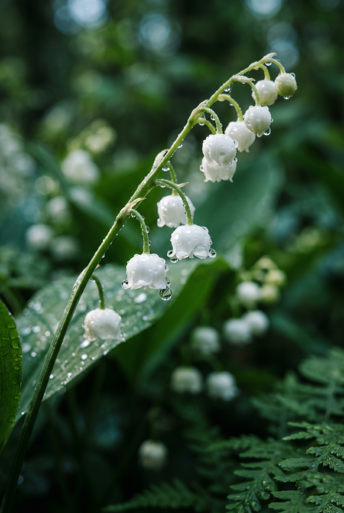 Mayol (Muguet Shiseol)