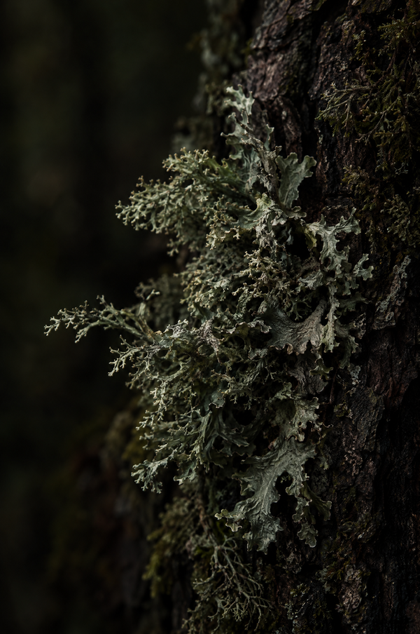 Evernyl / Veramoss — Duftstimmung