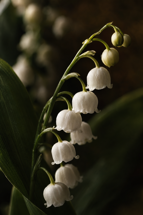 Mayol (Muguet Shiseol) — Duftstimmung