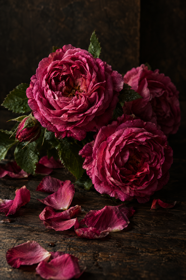 Rose — Duftstimmung